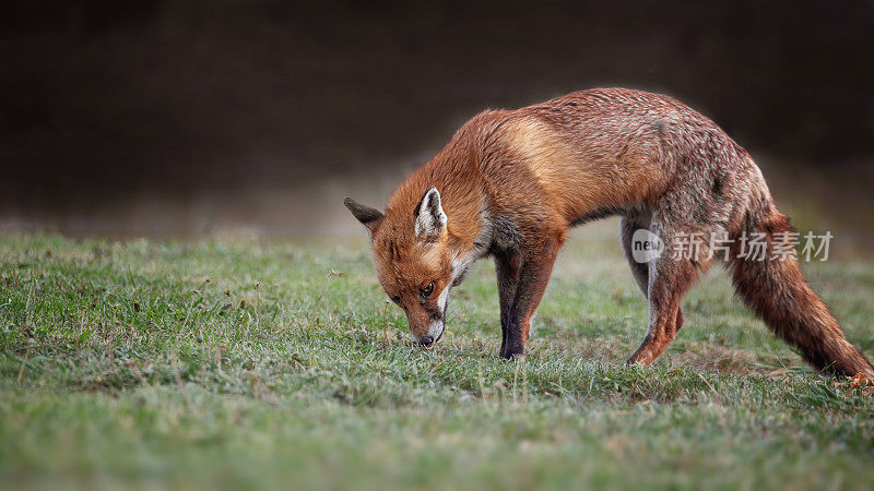 红狐(Vulpes Vulpes)